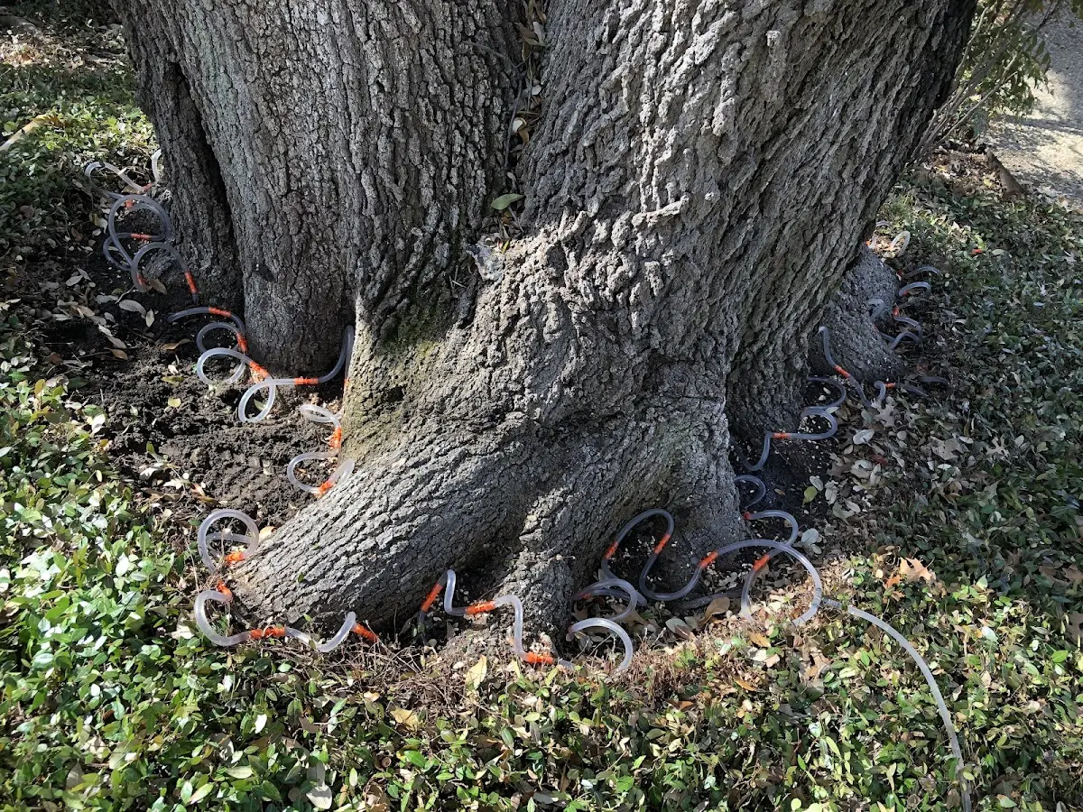 Detailed Tree Cabling and Bracing job site in Jbphh