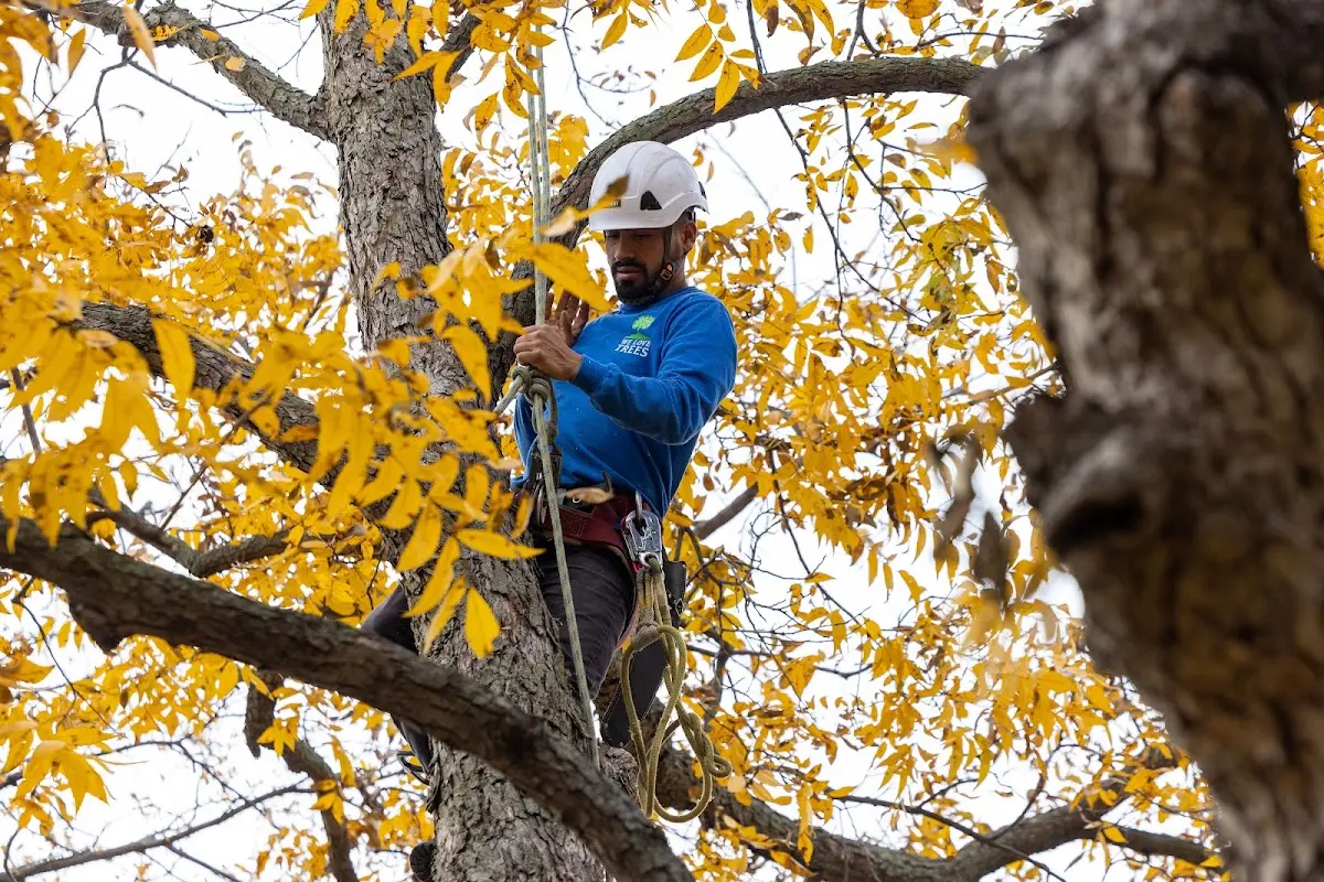 Skilled Tree Pruning crew working in Jbphh